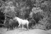 Mustangs, Canyon de Chelly NP - Arizona - United States of America